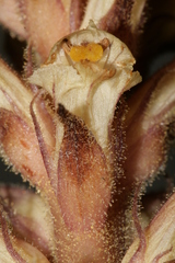 Orobanche hederae