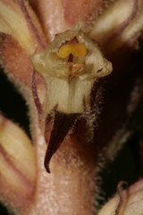 Orobanche hederae