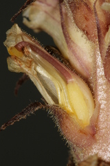 Orobanche hederae