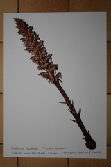 Orobanche amethystea amethystea