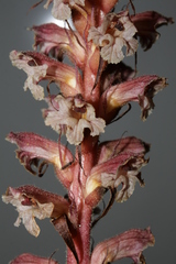 Orobanche amethystea amethystea
