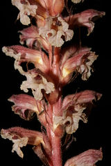 Orobanche amethystea amethystea