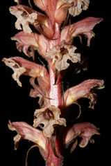 Orobanche amethystea amethystea