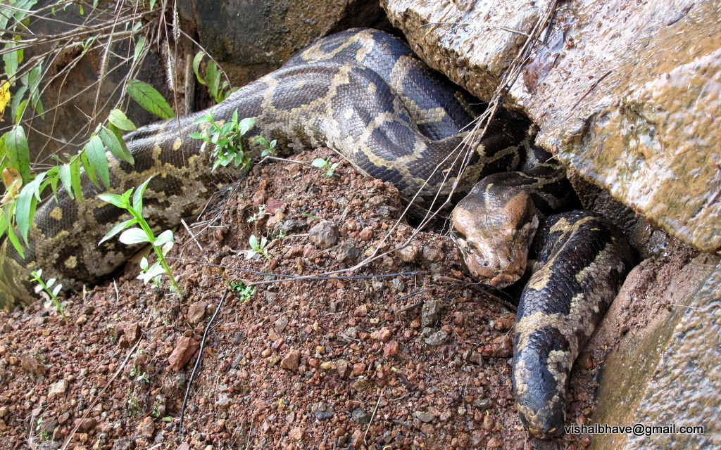 Indian Python in November 2009 by Vishals_Lab. Sightings are rare in ...