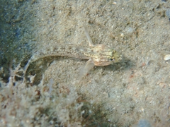 Coryphopterus