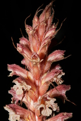 Orobanche amethystea amethystea