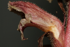 Orobanche amethystea amethystea