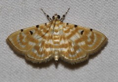 Notarcha aurolinealis
