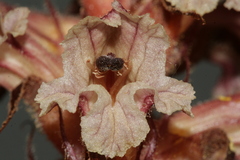 Orobanche amethystea amethystea