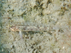 Coryphopterus dicrus