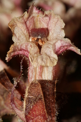 Orobanche amethystea amethystea