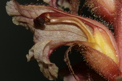Orobanche amethystea amethystea