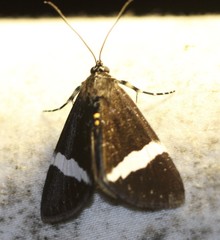 Coenotoca subaspersa