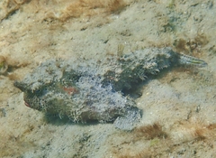 Ogcocephalus nasutus
