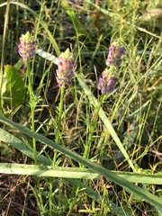 Polygala chapmanii
