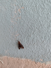 Psilopleura