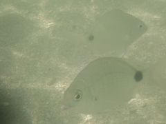 Diplodus holbrookii