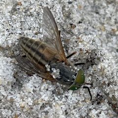Tabanus nigrovittatus
