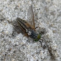 Tabanus nigrovittatus
