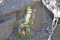 Pellaea myrtillifolia