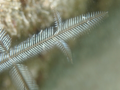 Macrorhynchia philippina