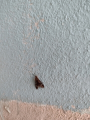 Psilopleura