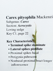 Carex pityophila