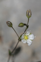 Arenaria provincialis