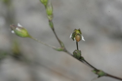 Arenaria provincialis