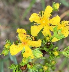 Hypericum sphaerocarpum