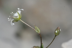 Arenaria provincialis