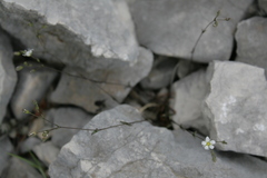 Arenaria provincialis