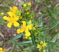 Hypericum sphaerocarpum