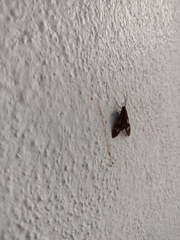 Psilopleura