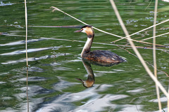 Podiceps cristatus