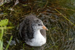 Fulica atra