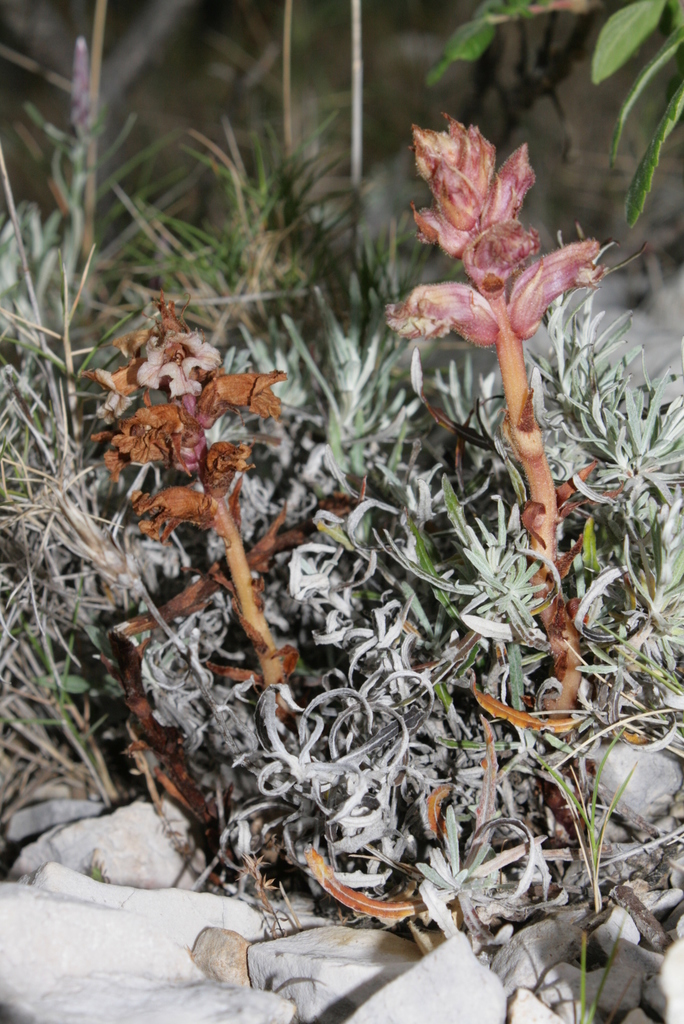 Orobanche staehelinae