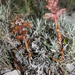 Orobanche staehelinae - Photo (c) Errol Véla, some rights reserved (CC BY-NC), uploaded by Errol Véla