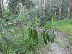 Cordyline stricta
