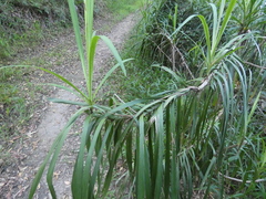 Cordyline stricta