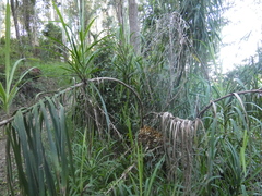 Cordyline stricta