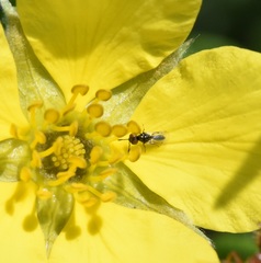 Macroglenes