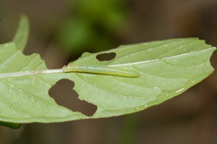 Eumorpha fasciatus