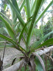 Cordyline stricta