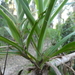 Slender Palm Lily - Photo (c) Nick Lambert, some rights reserved (CC BY-NC-SA), uploaded by Nick Lambert