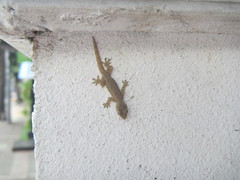 Hemidactylus platyurus