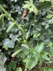 Campanula rapunculoides