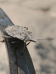 Brochymena parva
