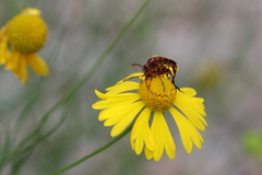 Strangalia sexnotata