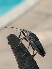 Brochymena parva